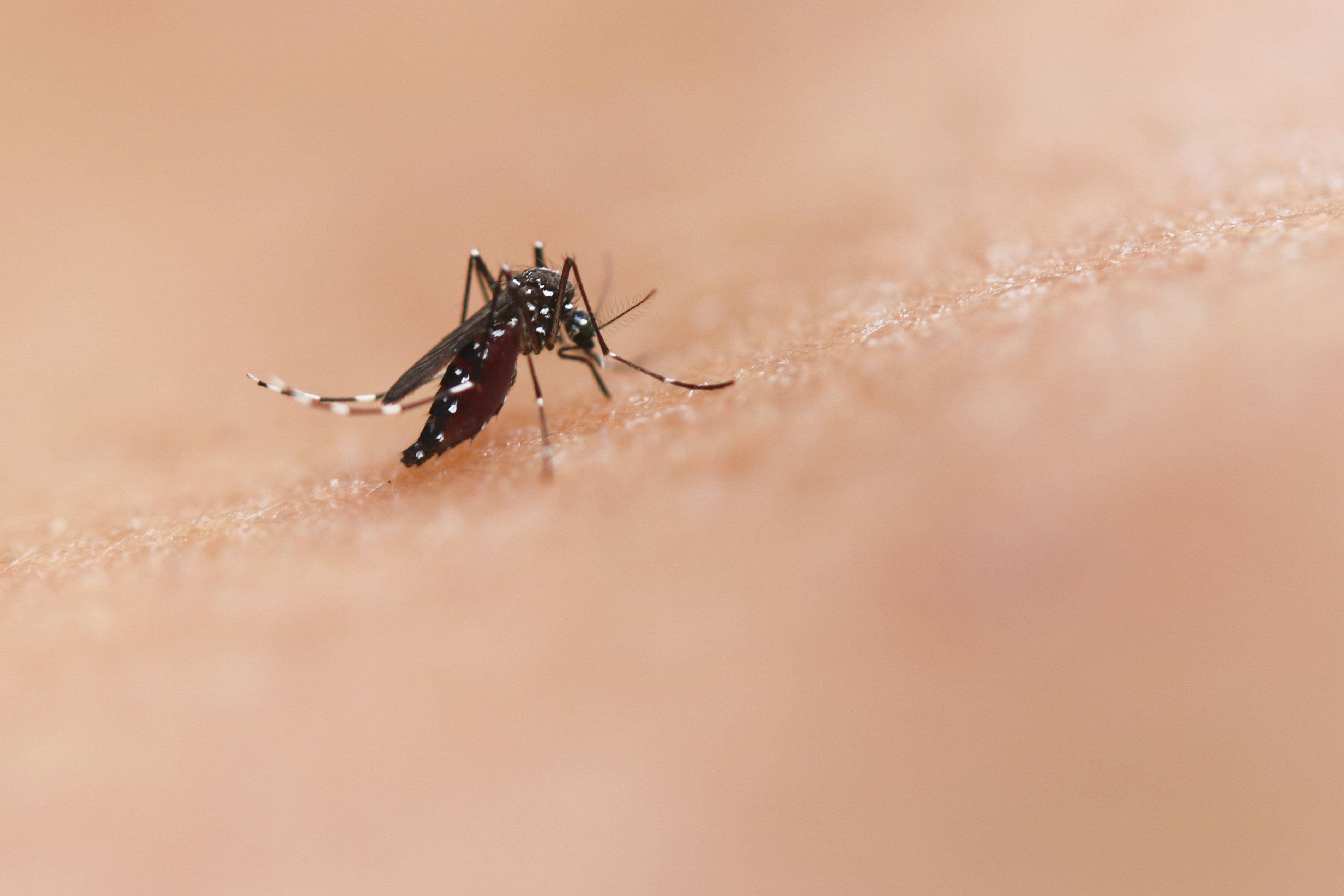 Should I Worry About Zika Virus?