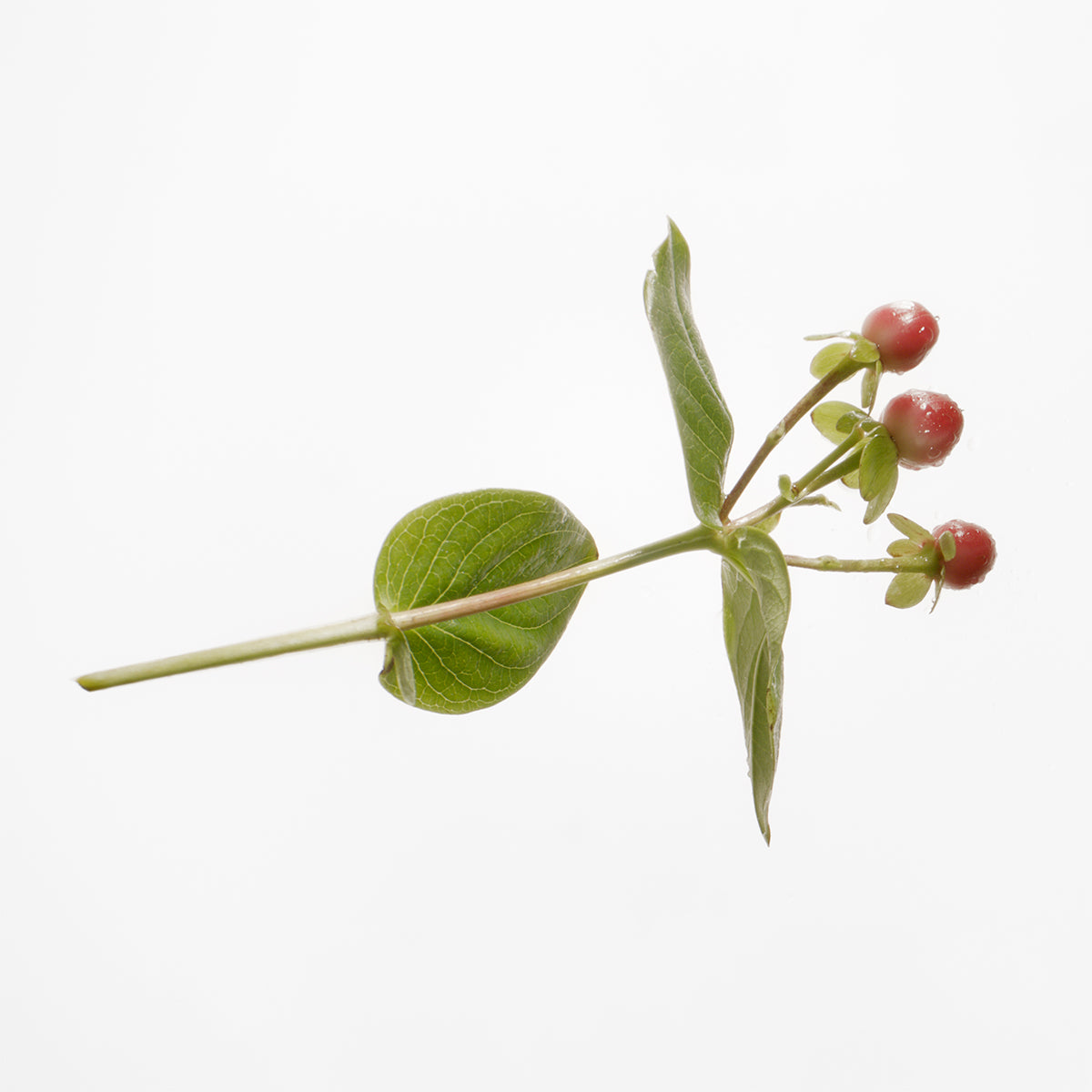 Herb with red berries on a white background