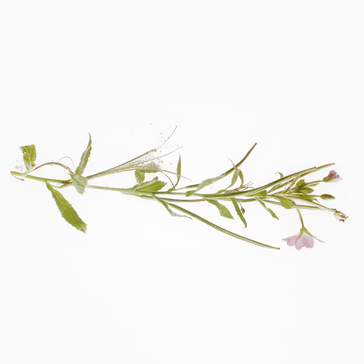 Plant with purple flowers on a white background