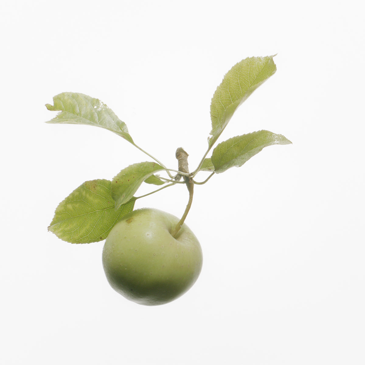Green apple with leaves on a white background