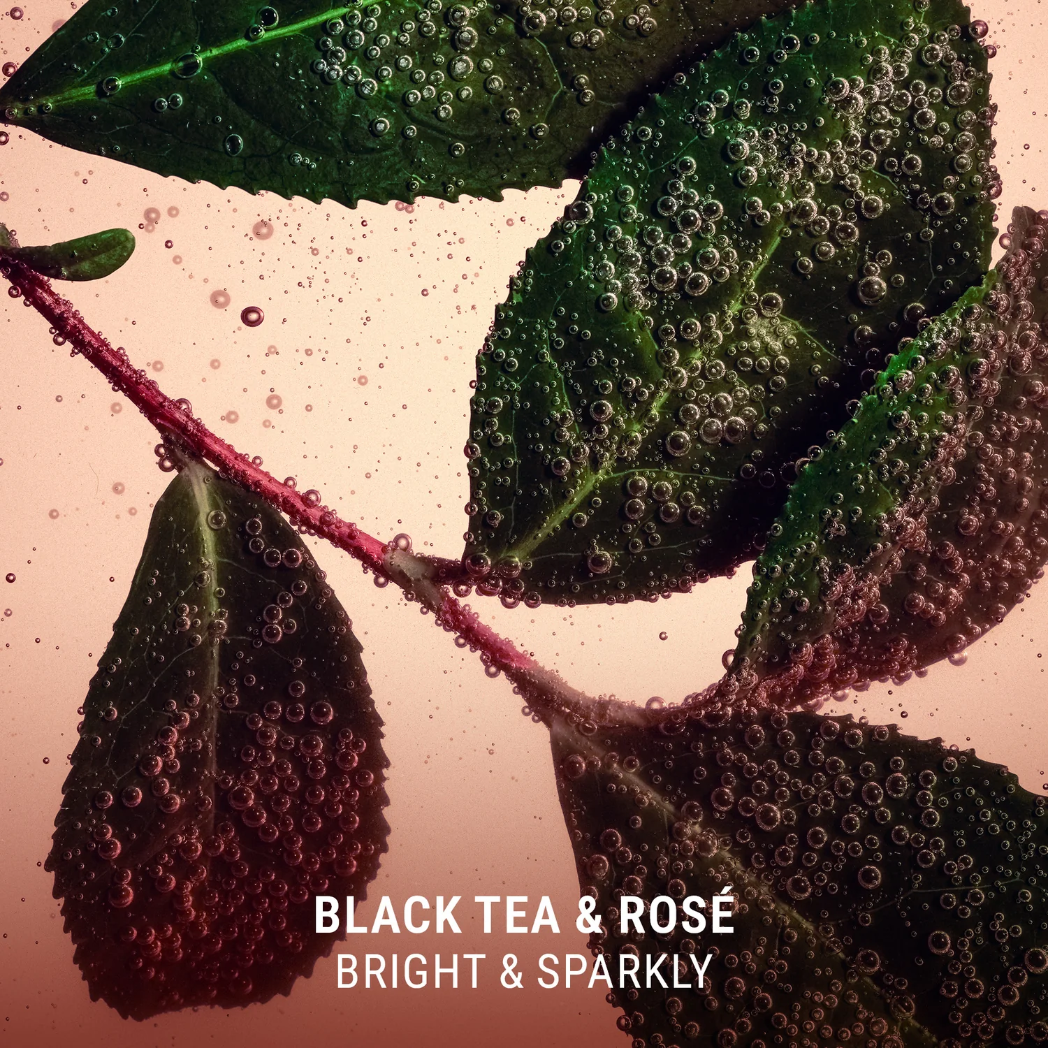Close-up of leaves with black tea and rose, labeled 'Black Tea & Rose Bright & Sparkly'.