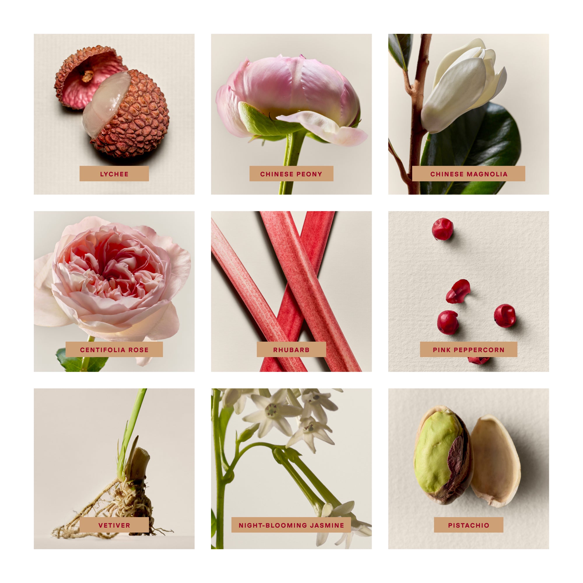 Collage of various fruits, flowers, and spices with labels on a beige background