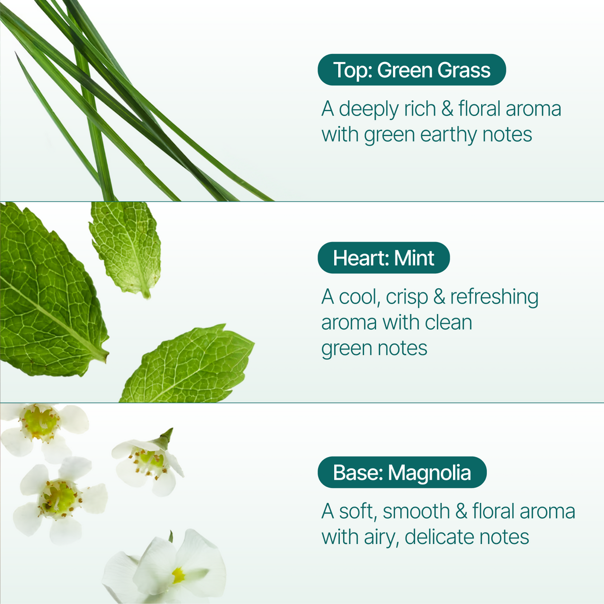 A fragrance notes graphic with three horizontal sections labeled Top: Green Grass, Heart: Mint, and Base: Magnolia, each paired with botanical imagery and a description of the aroma.