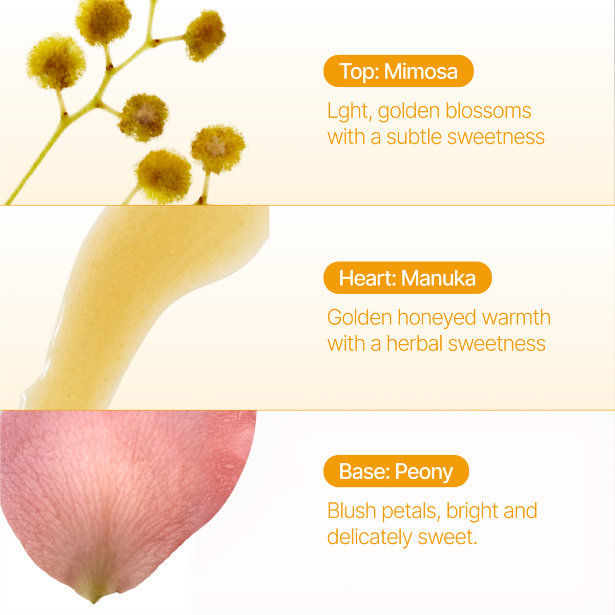 A three-panel floral fragrance profile labeled Top: Mimosa, Heart: Manuka, and Base: Peony, with small botanical illustrations and descriptive text on a light cream background.