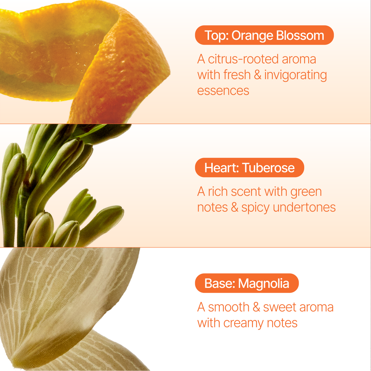A fragrance notes graphic with three horizontal panels labeled Top: Orange Blossom, Heart: Tuberose, and Base: Magnolia, each paired with a botanical photo and a short scent description.