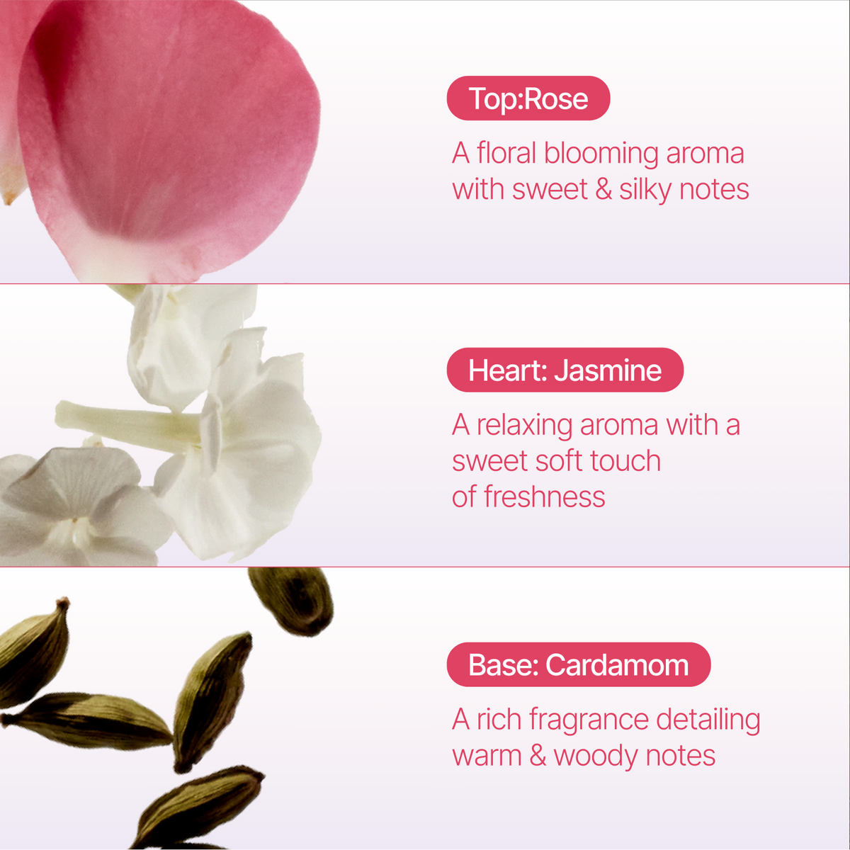 A fragrance notes graphic with three horizontal sections. The top section shows a pink rose petal and the text 'Top:Rose' and 'A floral blooming aroma with sweet & silky notes.