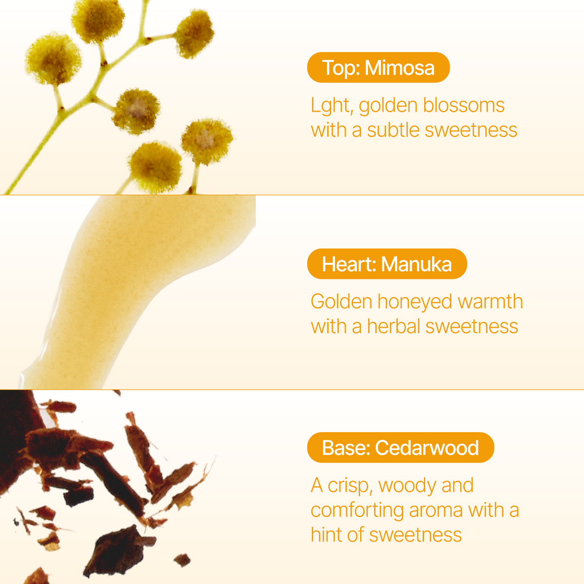 A three-panel fragrance profile graphic for a manuka oil blend. The top panel shows light golden mimosa blossoms with text reading 'Top: Mimosa' and 'Light, golden blossoms with a subtle sweetness.