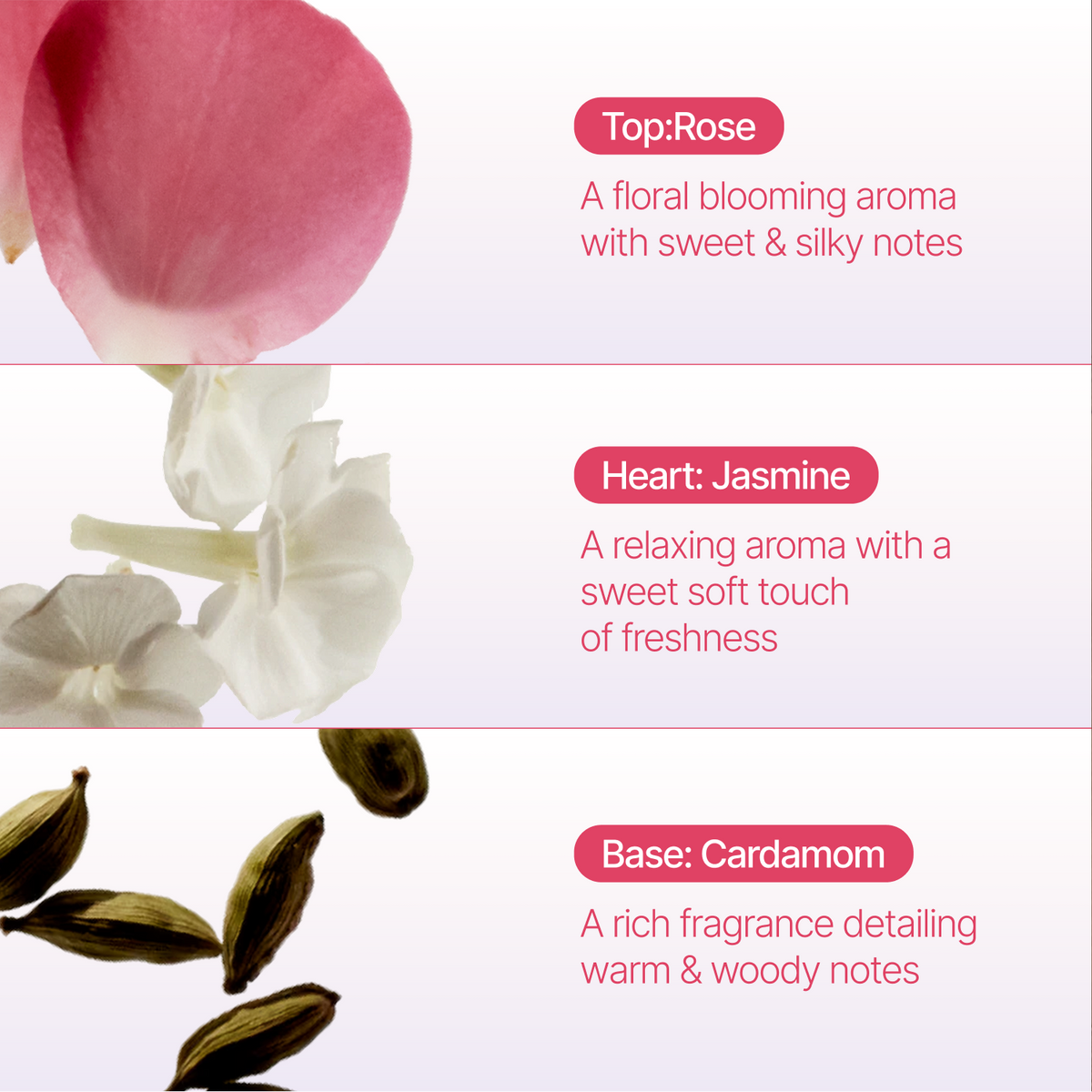 A fragrance notes graphic with three horizontal sections. The top section shows a pink rose petal and the text 'Top:Rose' and 'A floral blooming aroma with sweet & silky notes.