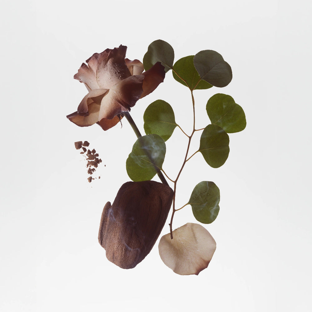 Dried flowers and leaves on a white background