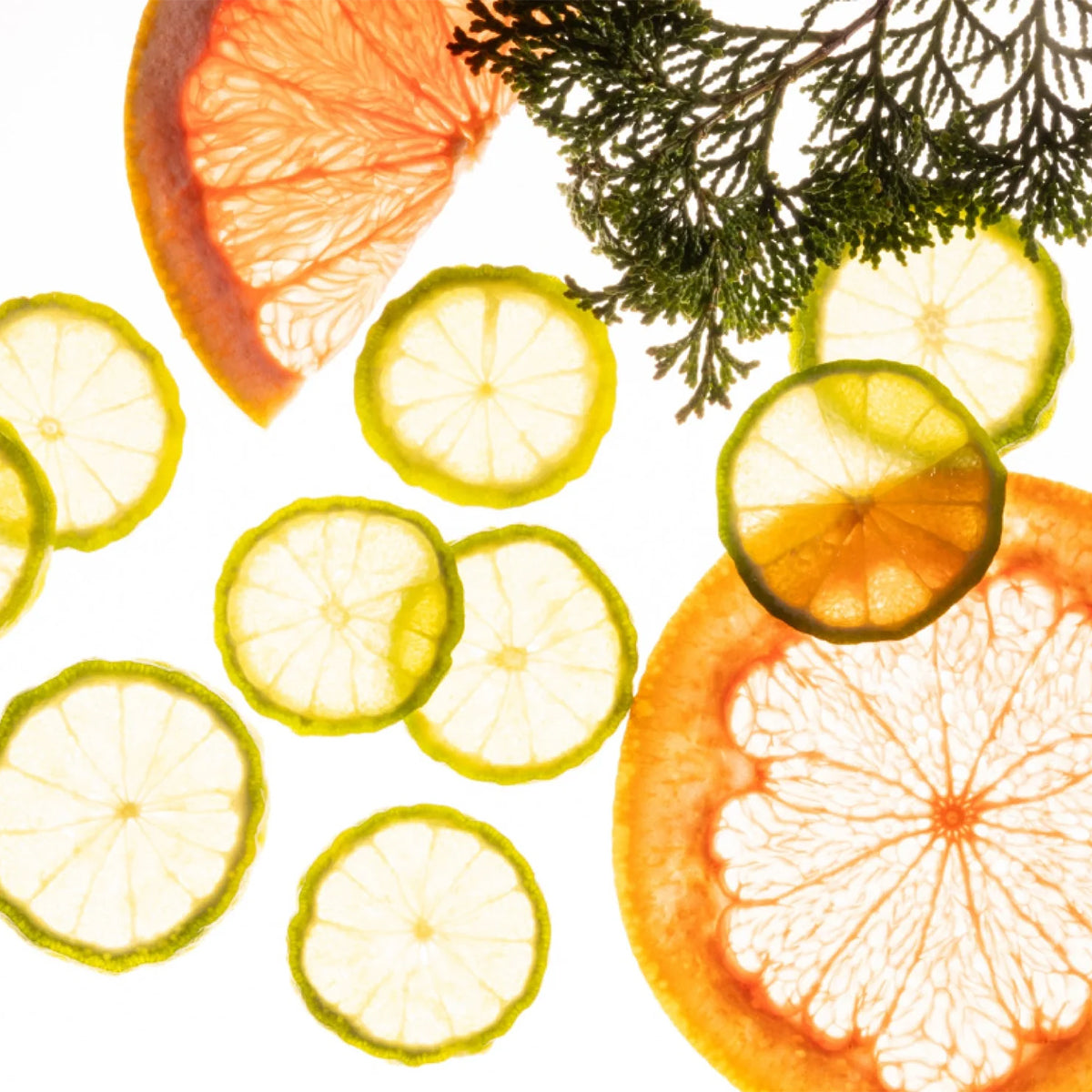 Dried citrus slices and green foliage arranged on a white background.
