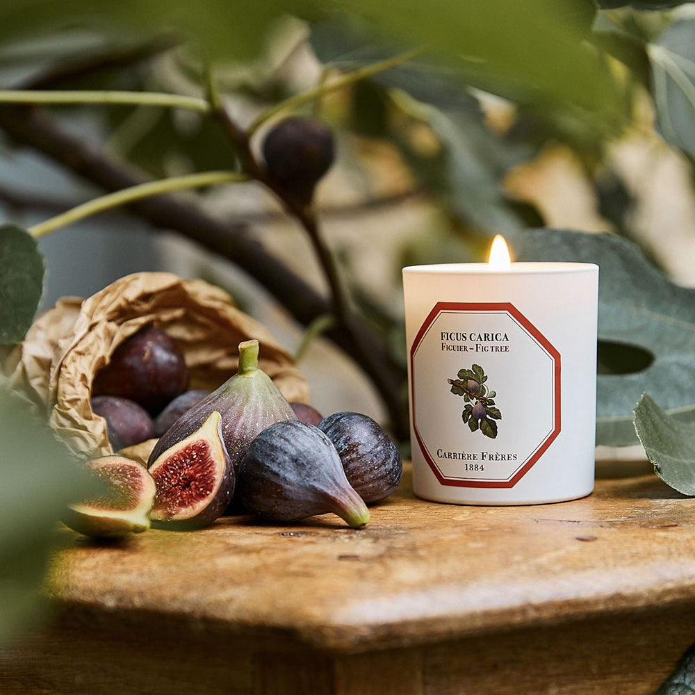 Ficus Carica - Fig Tree Candle
