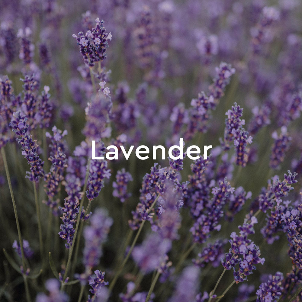 Relaxing Lavender Body Wash