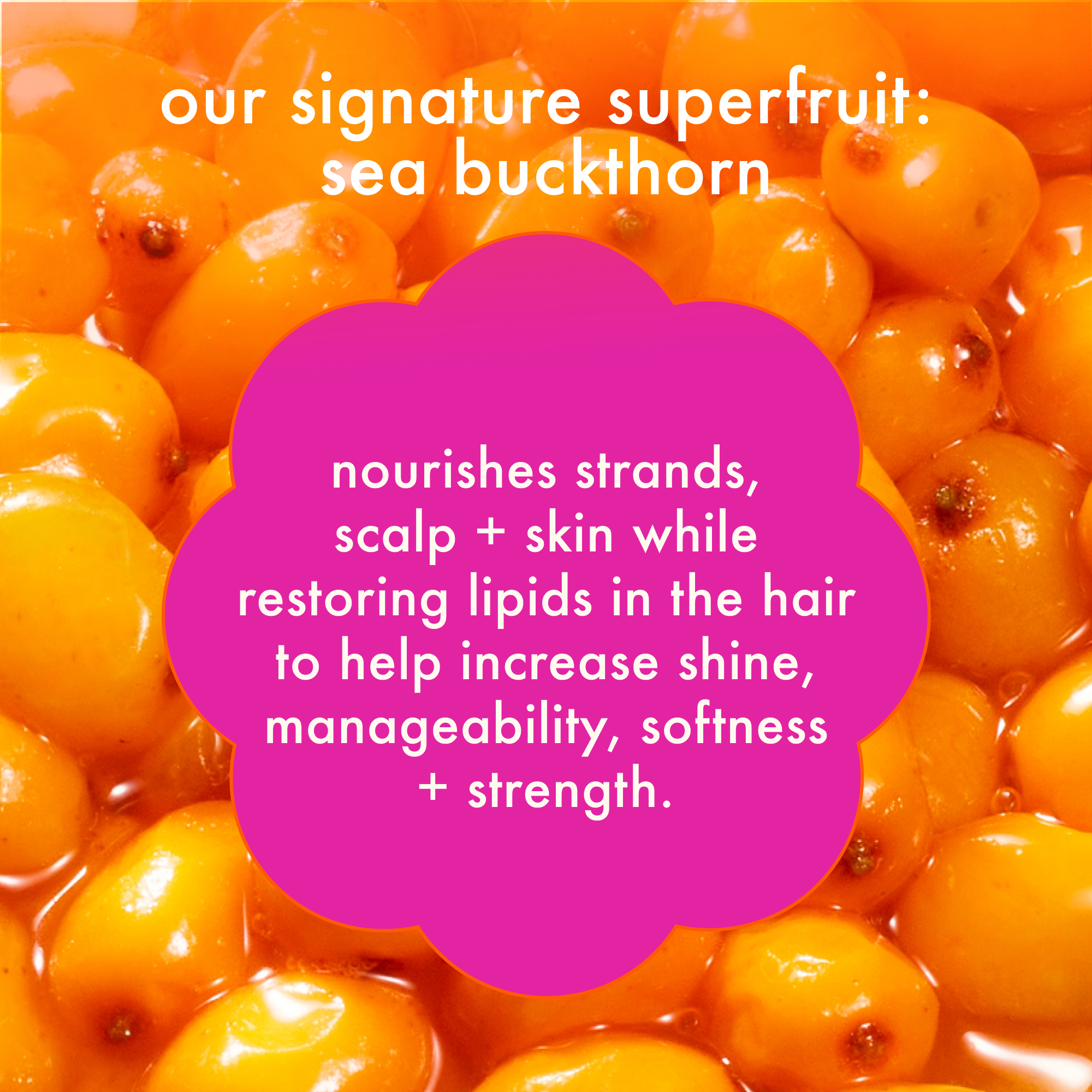 Normcore Signature Conditioner – C.O. Bigelow Normcore Signature Conditioner – C.O. Bigelow