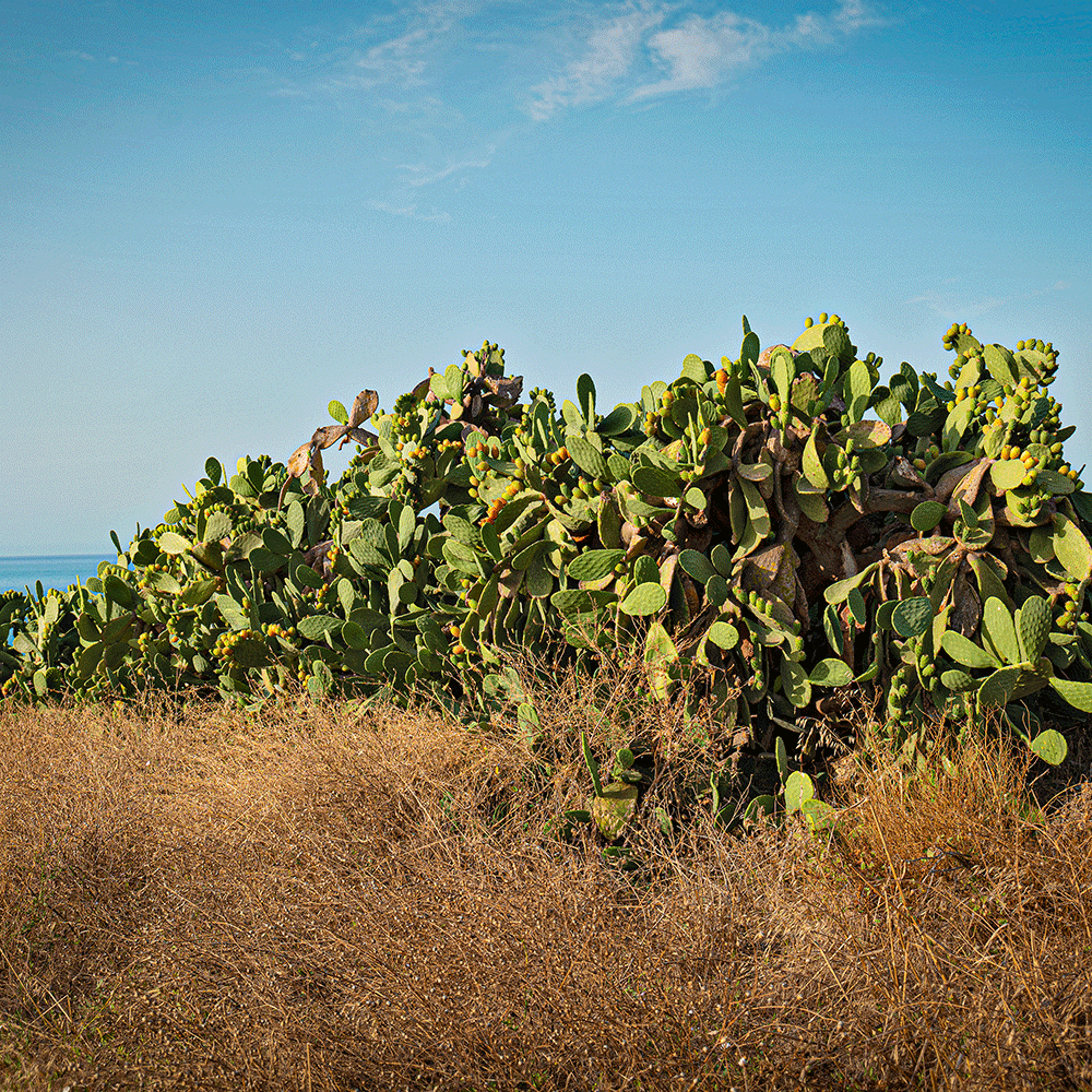 Prickly Pear Face Cream