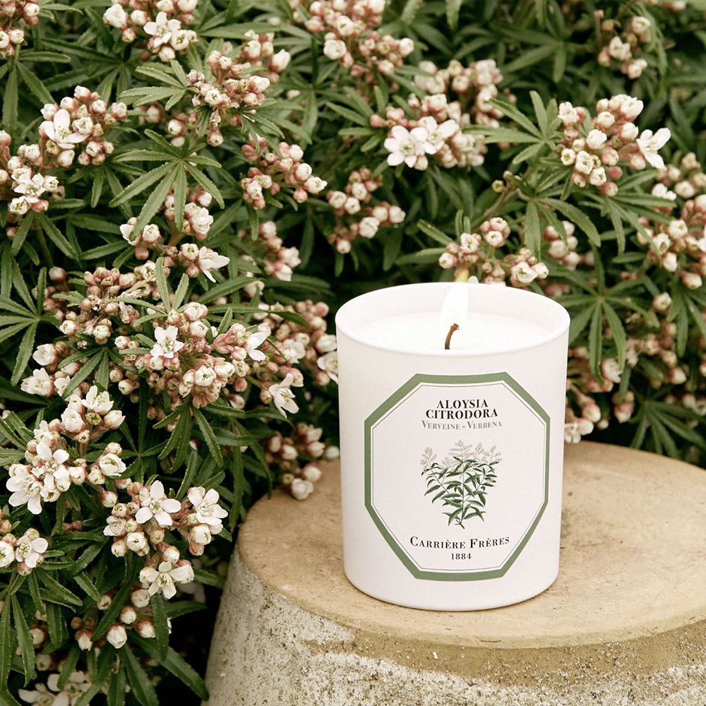 Aloysia Citrodora - Verbena Candle