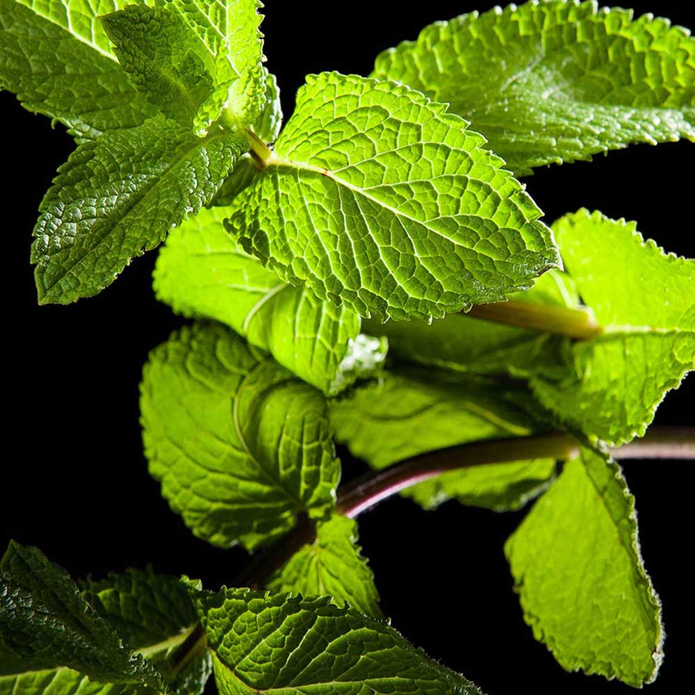 Eau de Parfum - Vert Desir